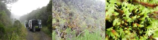Sortie terrain à la Plaine des Fougères, route forestière (1300 m d’altitude) avec Claudine Ah-Peng, talus humicole composé essentiellement de Gottschelia schizopleura et Sphagnum tumidulum (photos du 26/04/18).