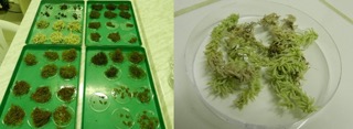 Vue d’ensemble des échantillons à l’état sec (à gauche), aspect de Sphagnum tumidulum (à droite) juste avant l’expérience de réhydratation (photos prises le 03/05/18).
